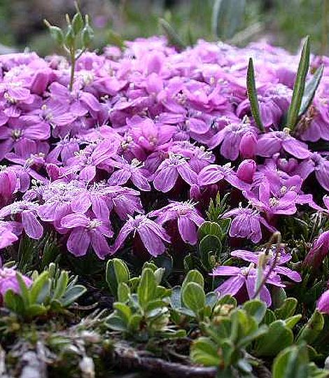 Silene acaulis 
